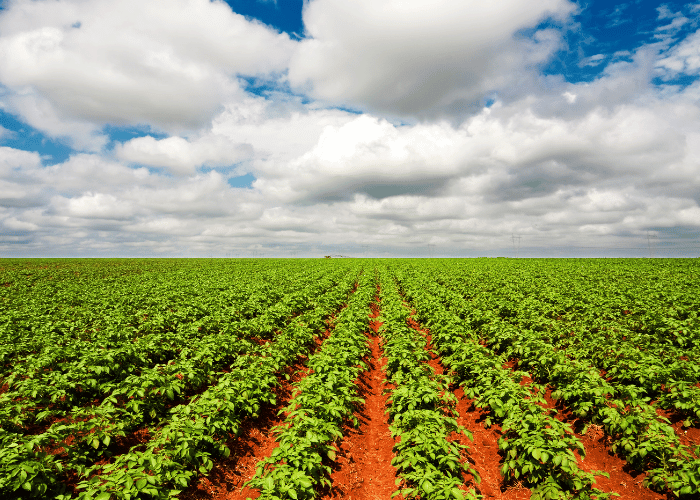 Agroprenership